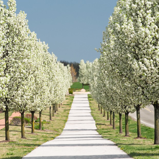 Pear Trees (nonfruiting) Dreamscapes Landscape Center