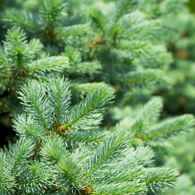 Fir Dreamscapes Landscape Center