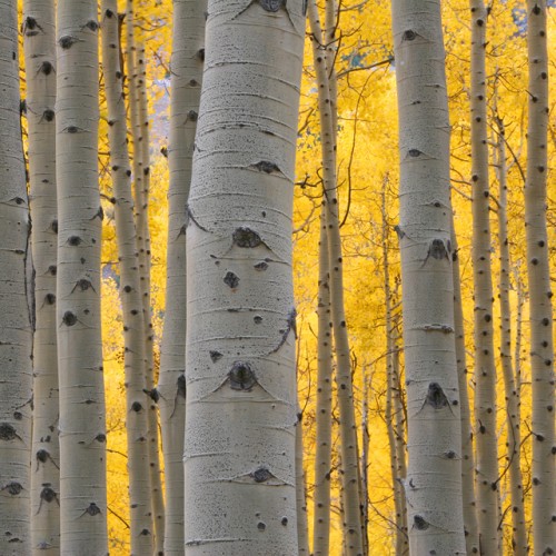 Aspen Trees Dreamscapes Landscape Center