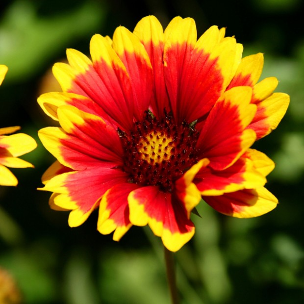 Blanket Flower Dreamscapes Landscape Center
