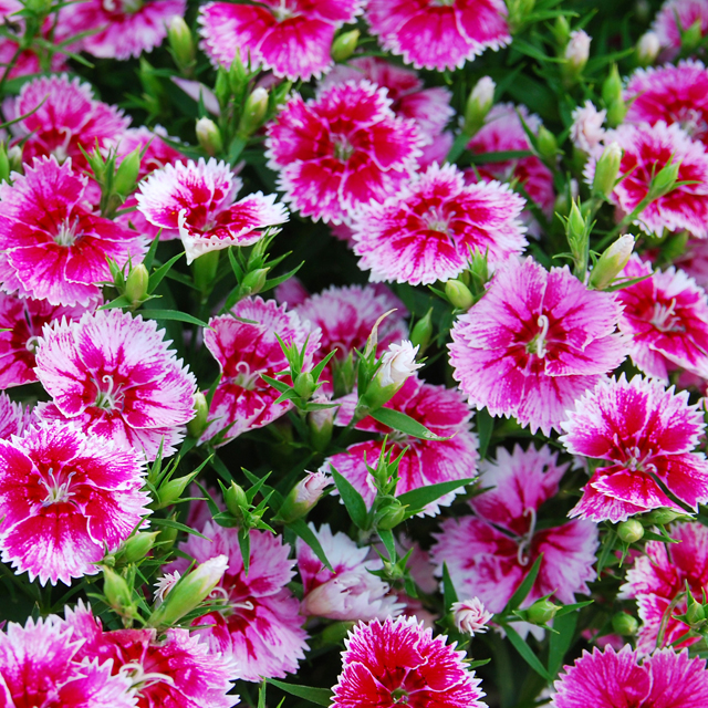 Dianthus Dreamscapes Landscape Center